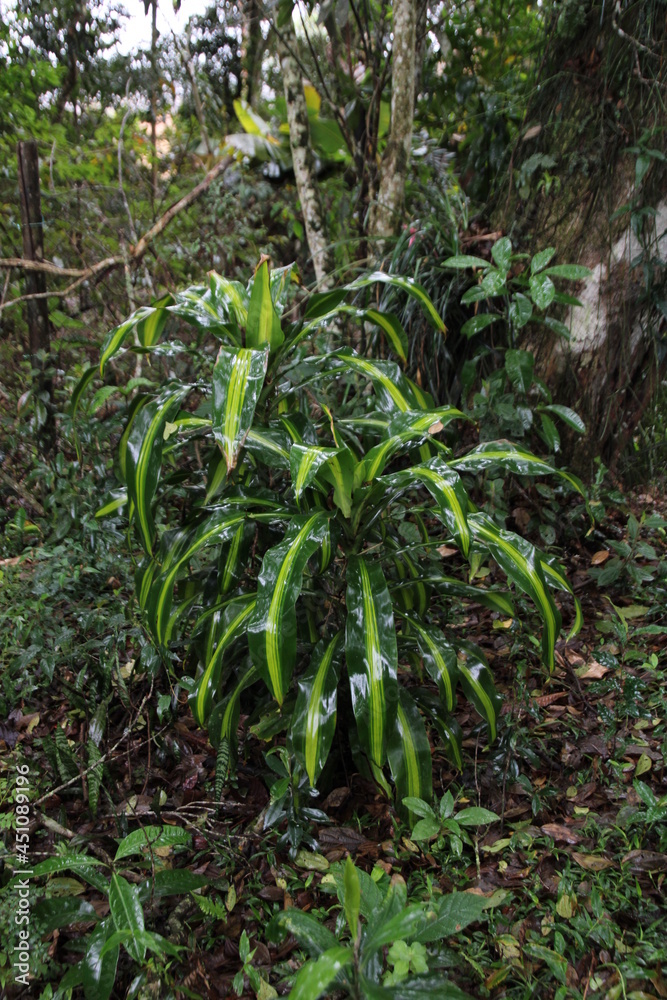 Obraz premium Dracaena in the middle of a florest in a rainy day. 