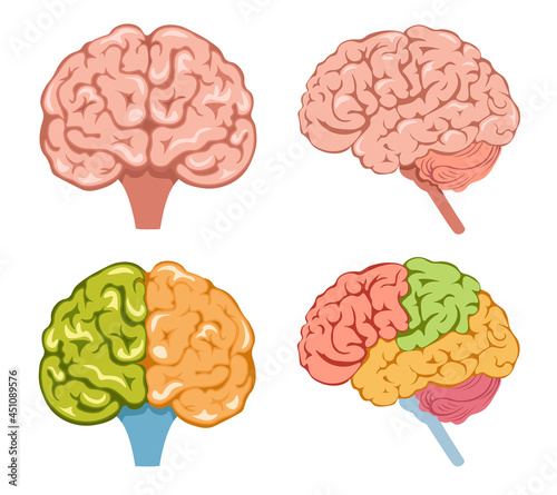 Set of Icons Human Brain with Colorful Parts. Neurology or Anatomy Object Different Sides Isolated on White Background