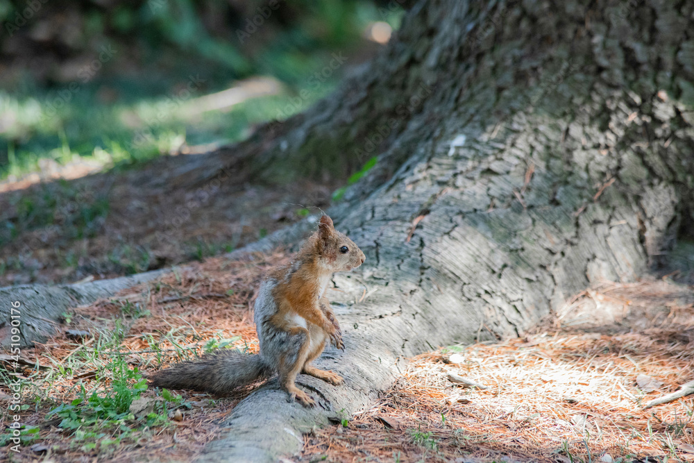 red squirrel close-up sitting by a tree red squirrel close-up sitting by a tree