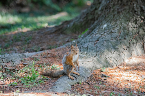 red squirrel close-up sitting by a tree