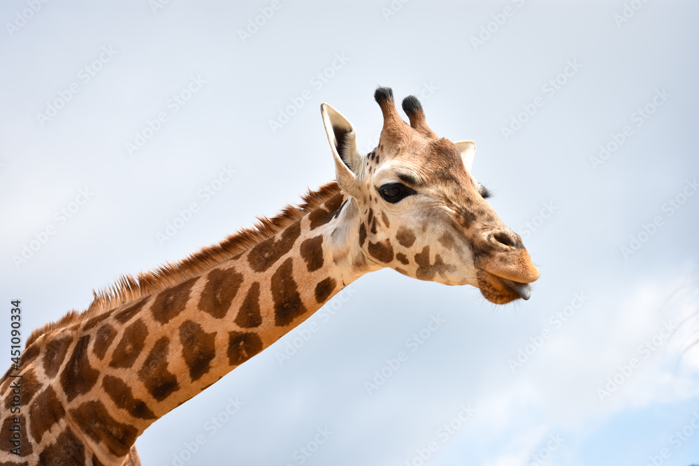 Naklejka premium Jirafa