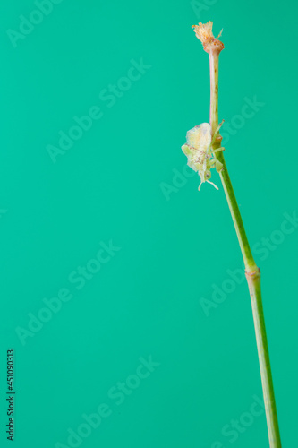 Uma cochonilha caminhando em uma planta com o fundo verde claro. photo
