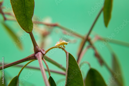 Uma cochonilha caminhando em uma planta com o fundo verde claro. photo