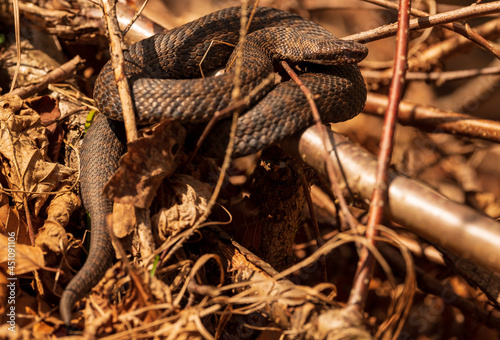 Closeup shot of a Grass snake near dry branches on a sunny hot weather photo