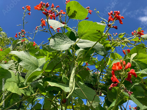 Obraz na płótnie Scarlet Runner beans, also known as phaseolus coccineus