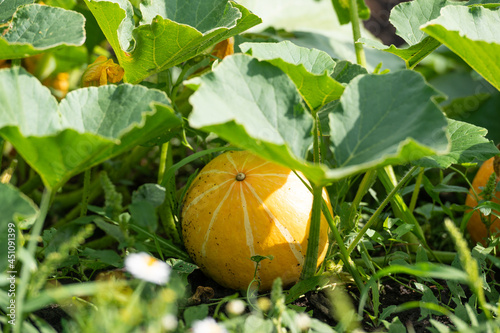 Pumking growing in the garden photo