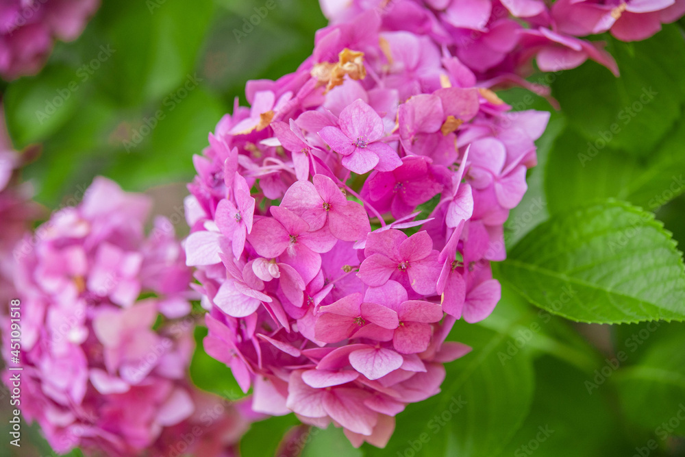 pink flowers hydrangea close up in greenery pink flowers hydrangea close up in greenery