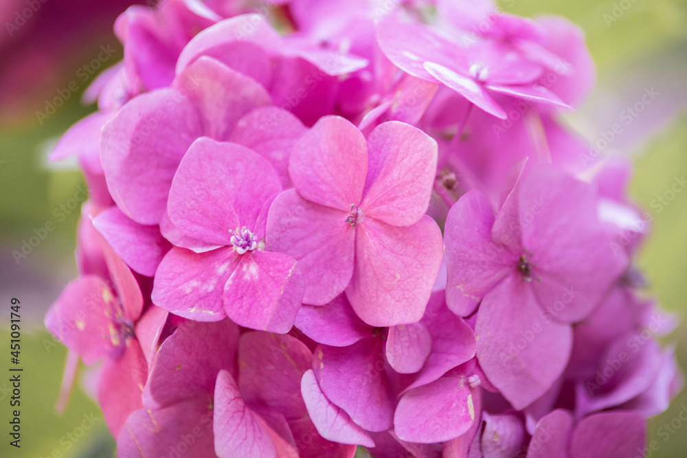 pink flowers hydrangea close up in greenery pink flowers hydrangea close up in greenery