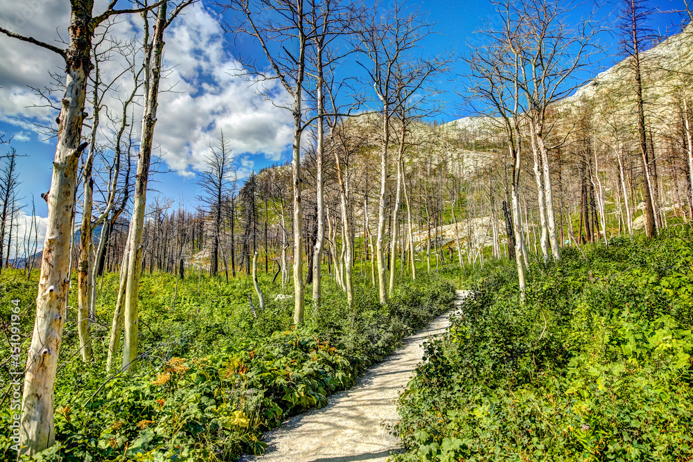 Landscapes and scenery along the Bear's Hump hiking trail in Waterton Alberta