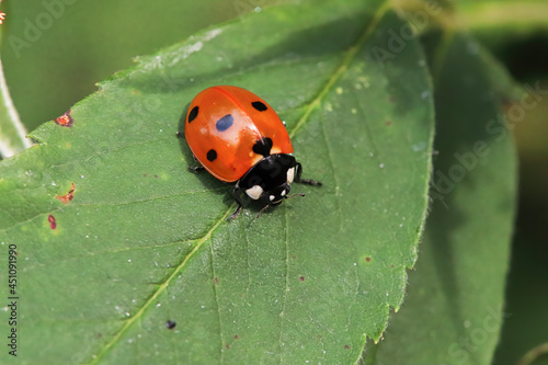 Macro of a ladybug sitting on a green leaf