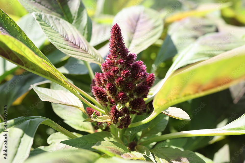 Obraz premium Burgundy celosia flower growing in garden closeup background