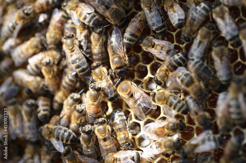 Honey bees on honeycomb in apiary in summertime closeup © megaflopp
