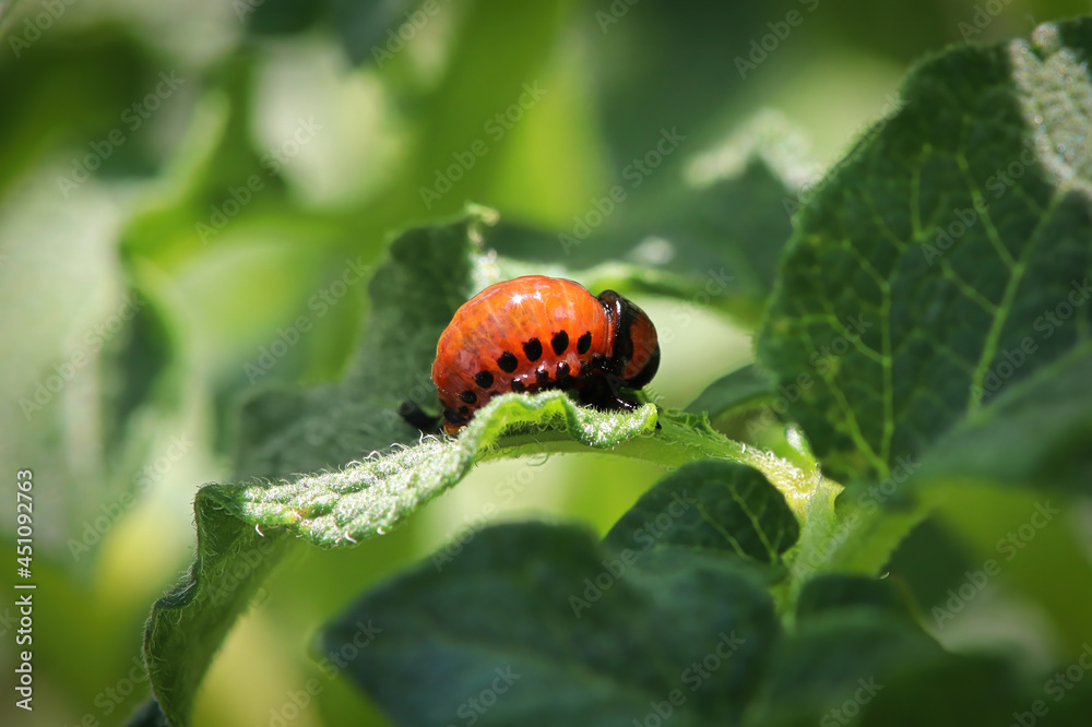 Obraz premium Macro of an orange potato beetle larvea