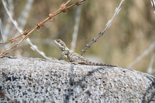 lizard on a tree © Laurence