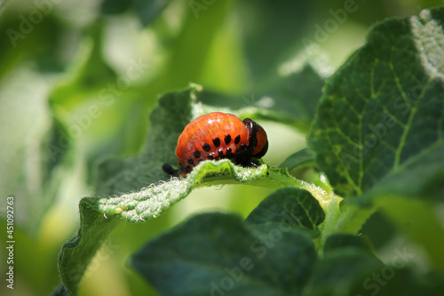 Macro of an orange potato beetle larvea photo