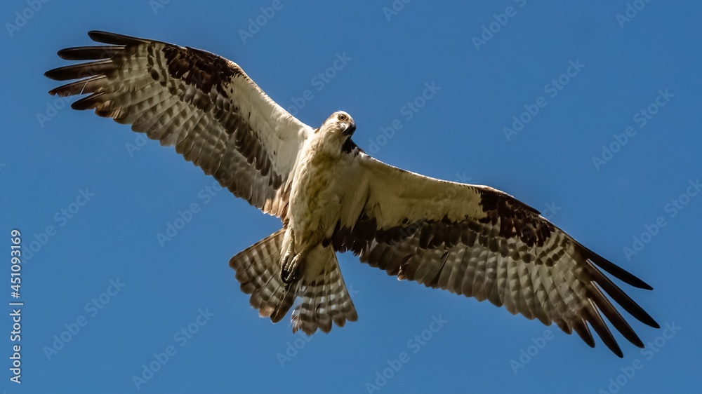 Fototapeta premium An ospray glides over a pond ready to dive and catch a fish
