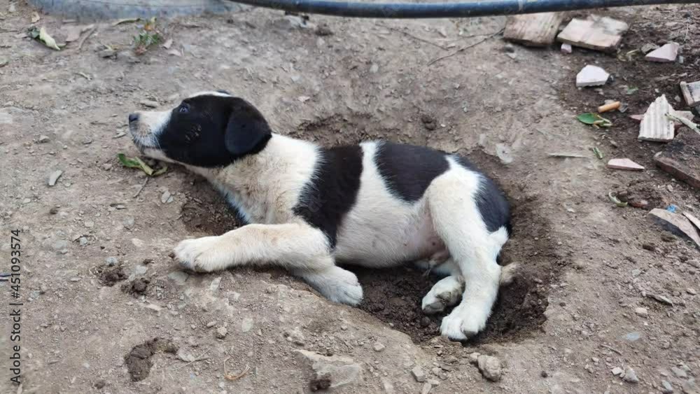 Adorable Newborn Puppy sleeping, Cute puppy dog
Adorable Newborn Puppy sleeping, Cute puppy dog