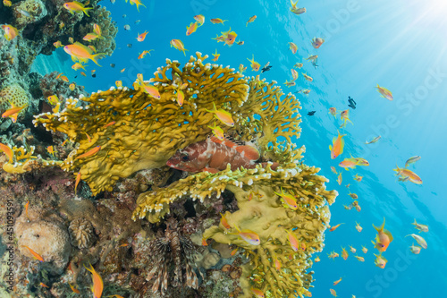 Coral reef and water plants in the Red Sea, Eilat Israel 