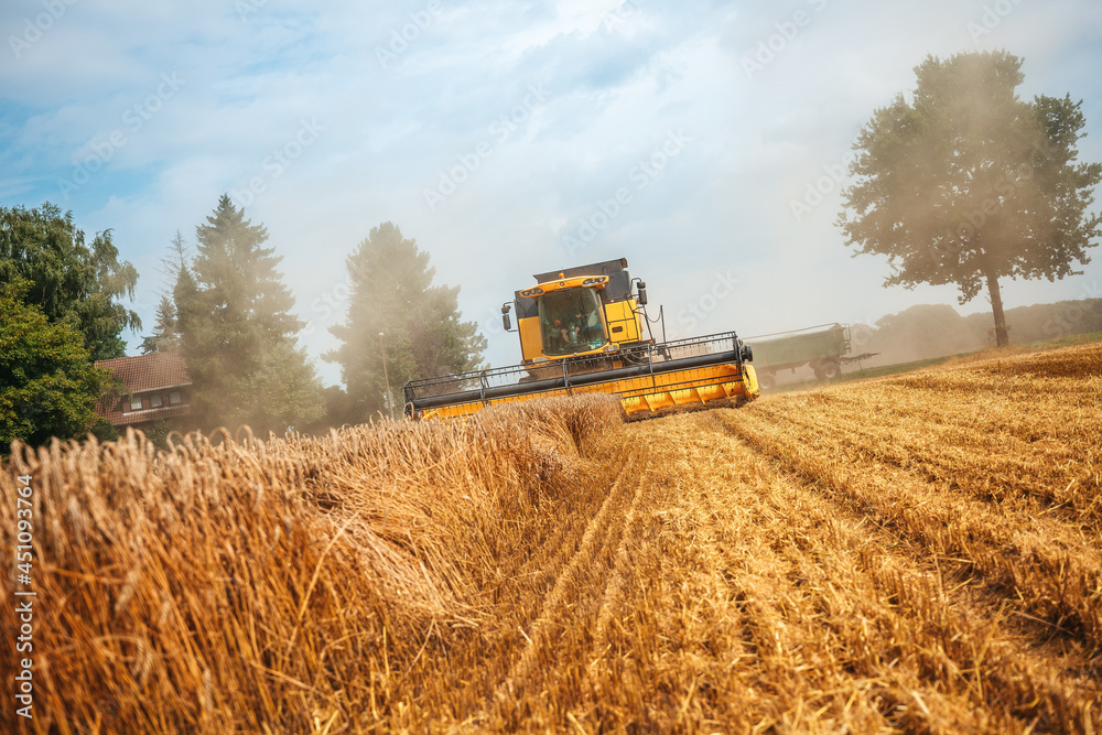 Fototapeta premium A yellow combine harvests wheat on a field in germany