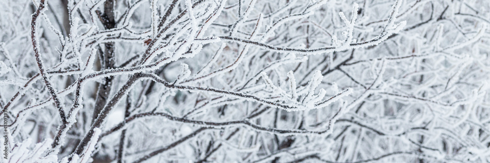 Snow and rime ice on the branches of bushes. Beautiful winter ...