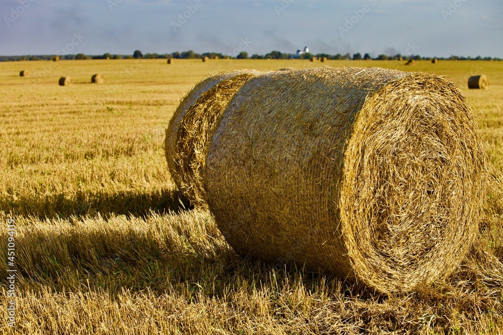 Bright yellow Haystacks on agricultural field in sunny day close-up. Hay rolls in the countryside. Haymaking and straw picking on a farm field. Harvest season in countryside. Agricultural industry. Bright yellow Haystacks on agricultural field in sunny day close-up. Hay rolls in the countryside. Haymaking and straw picking on a farm field. Harvest season in countryside. Agricultural industry.