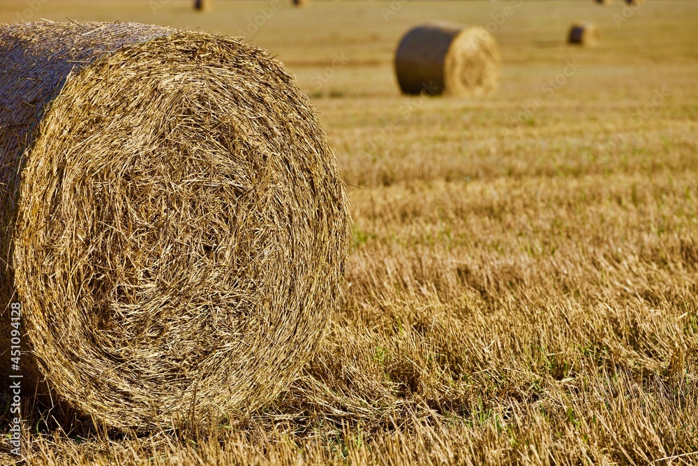 Bright yellow Haystacks on agricultural field in sunny day close-up. Hay rolls in the countryside. Haymaking and straw picking on a farm field. Harvest season in countryside. Agricultural industry. Bright yellow Haystacks on agricultural field in sunny day close-up. Hay rolls in the countryside. Haymaking and straw picking on a farm field. Harvest season in countryside. Agricultural industry.