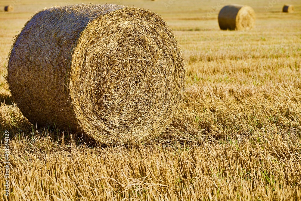 Bright yellow Haystacks on agricultural field in sunny day close-up. Hay rolls in the countryside. Haymaking and straw picking on a farm field. Harvest season in countryside. Agricultural industry. Bright yellow Haystacks on agricultural field in sunny day close-up. Hay rolls in the countryside. Haymaking and straw picking on a farm field. Harvest season in countryside. Agricultural industry.