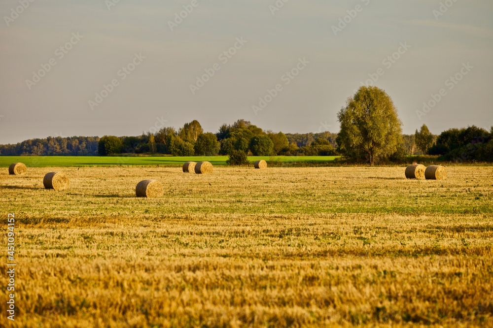 Bright yellow Haystacks on agricultural field in sunny day close-up. Hay rolls in the countryside. Haymaking and straw picking on a farm field. Harvest season in countryside. Agricultural industry. Bright yellow Haystacks on agricultural field in sunny day close-up. Hay rolls in the countryside. Haymaking and straw picking on a farm field. Harvest season in countryside. Agricultural industry.