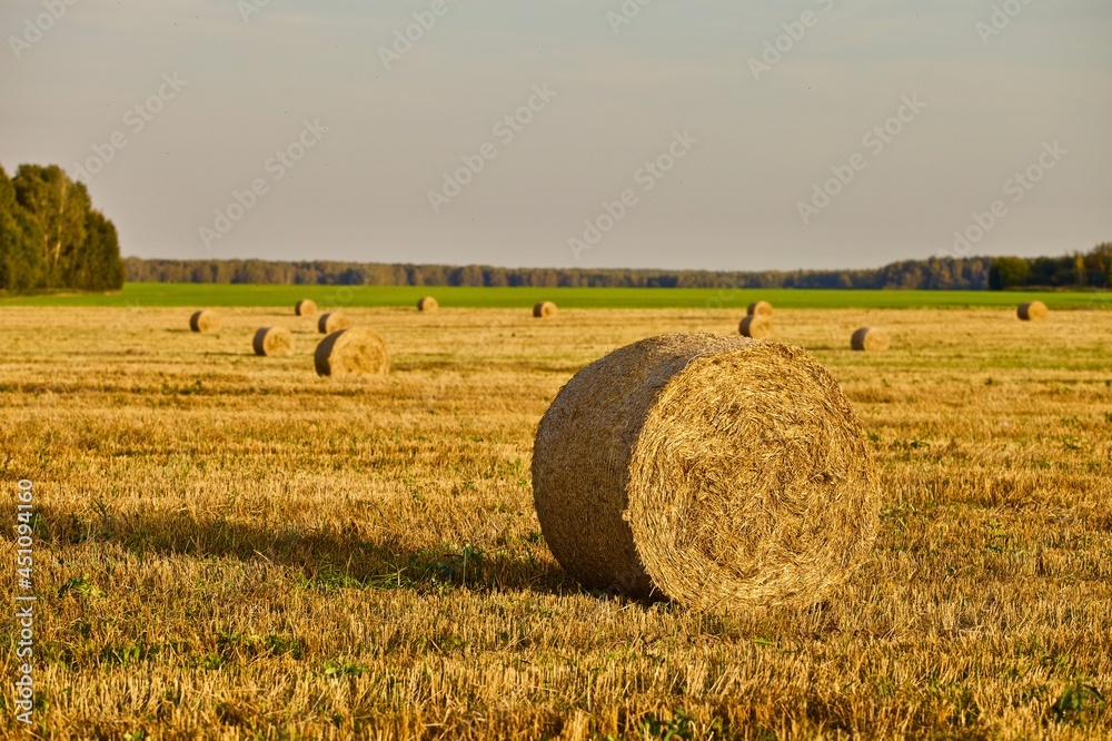 Bright yellow Haystacks on agricultural field in sunny day close-up. Hay rolls in the countryside. Haymaking and straw picking on a farm field. Harvest season in countryside. Agricultural industry.