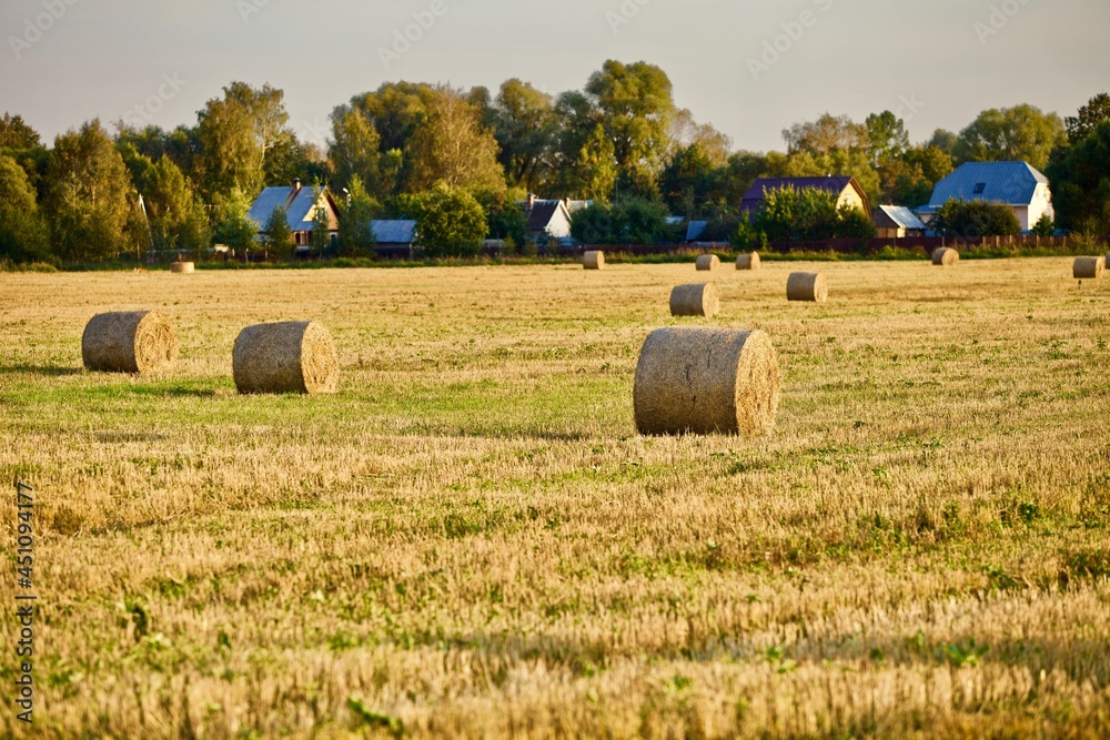Beautiful traditional village view and bright yellow and golden Haystacks on agricultural field in sunny autumn evening. Haystacks on the field in the countryside. Harvest season in countryside.