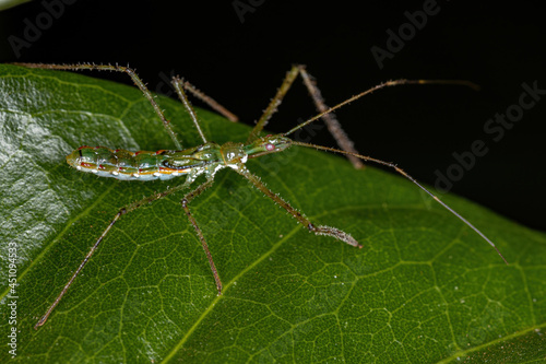 Assassin Bug Nymph photo