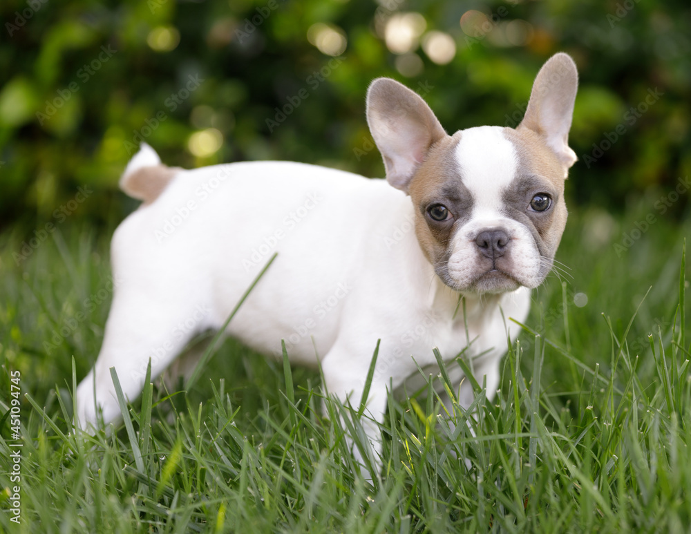8-Weeks-Old tan pied Frenchie puppy female standing on grass and looking at camera. Off-leash dog park in Northern California. 8-Weeks-Old tan pied Frenchie puppy female standing on grass and looking at camera. Off-leash dog park in Northern California.