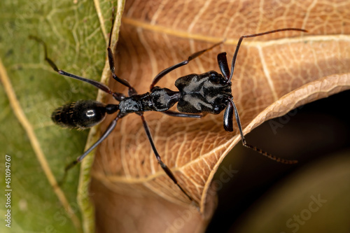 Adult Trap-jaw Ant