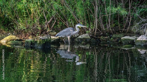 A blue heron wades in the pond ready to catch fish