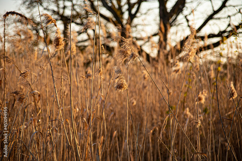 tall grass in a meadow with grain