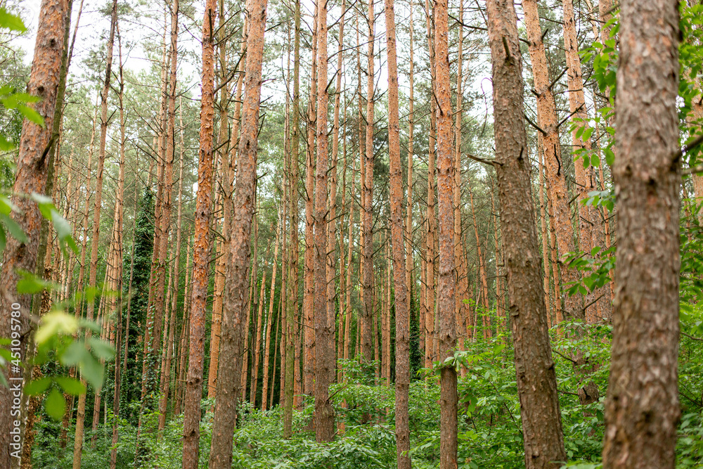 tall brown pines growing in the park
tall brown pines growing in the park