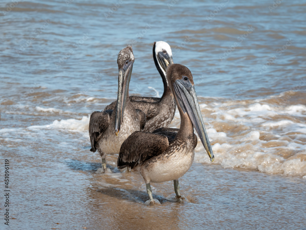 Fototapeta premium Brown Pelicans (Pelecanus occidentalis) are Walking near to the Seashore in the Sunset in Riohacha, La Guajira, Colombia