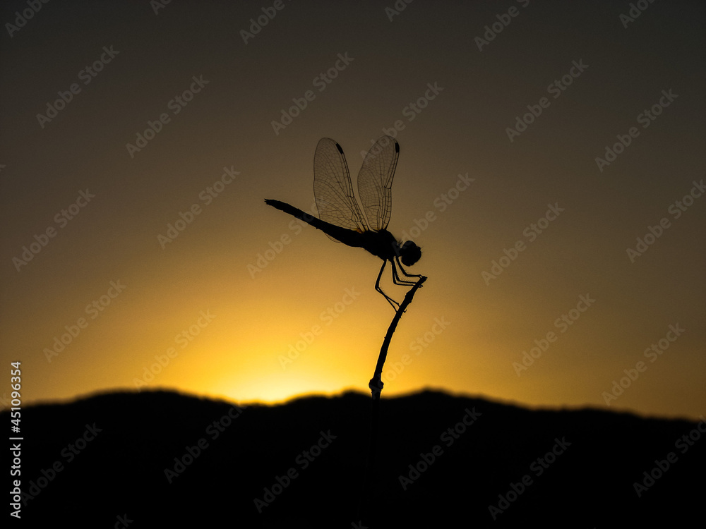 A fantastic dragonfly at sunset. Dragonfly and sunset. Amazing dragonfly at sunset. beautiful dargonfly at sundown. Fascinating dragonfly during sunset.