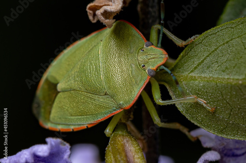 Adult Green Stink Bug photo