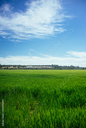 Rice field in the area Alc  cer do Sal - Portugal