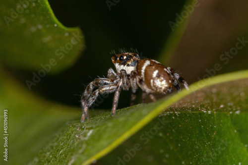 Small Jumping Spider photo