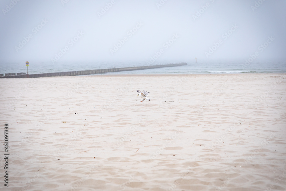 
seagull playing with a plastic bag on the beach