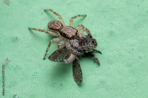 Gray Wall Jumping Spider preying on a Bathroom Moth Fly photo