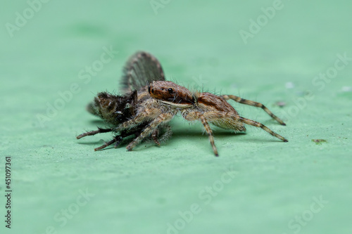 Gray Wall Jumping Spider preying on a Bathroom Moth Fly photo