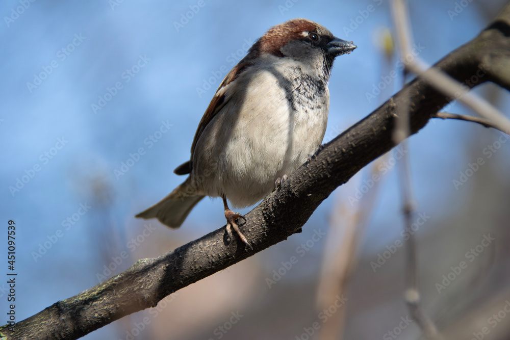 Naklejka premium sparrow on a branch