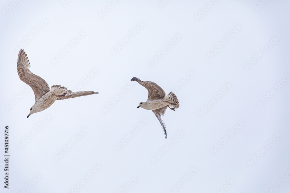 Fototapeta premium flying seagull against the blue sky