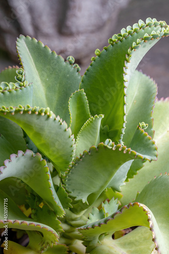 Details of the leaves of a crasulaceous plant