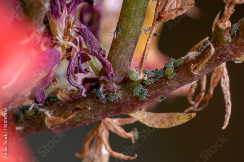 Small Aphids Insectson the plant Flaming Katy photo