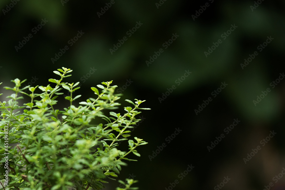 Beautiful thyme aromatic plant growing healthy, isolated on a natural dark green background in bokeh with copy space, selective focus