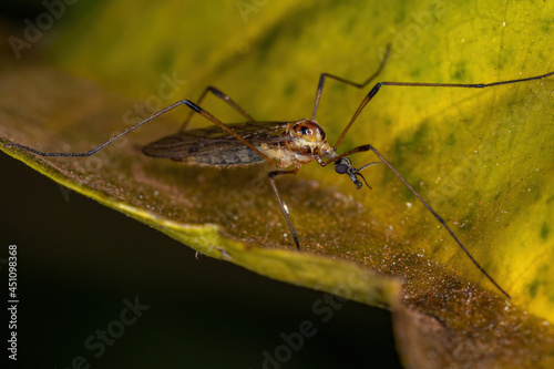 Adult Limoniid Crane Fly photo